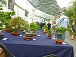 Scottish_Bonsai_Show_2012